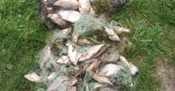 На Дніпропетровщині поліція затримала двох браконьєрів, які виловили риби на 205 тисяч гривень - рис. 8