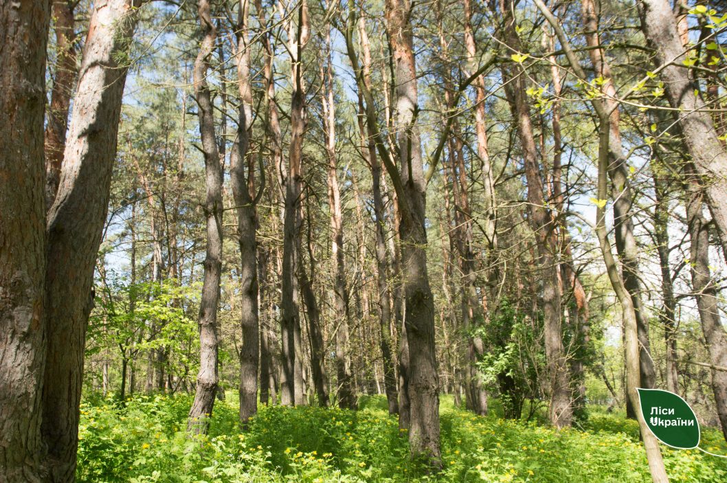 В лесах Днепропетровщины запретили высаживать ряд деревьев
