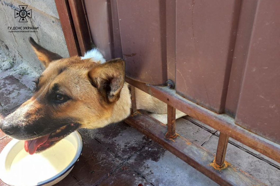 Щасливі чотирилапі: у Дніпрі врятували двох песиків