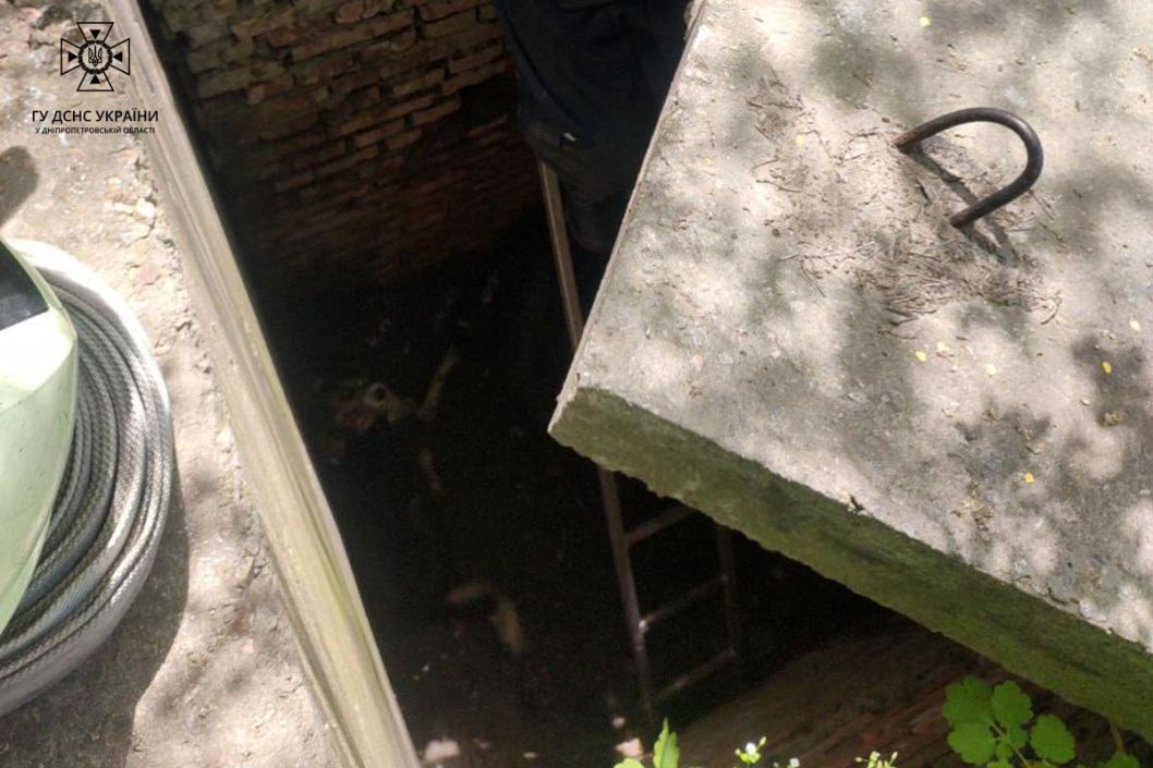 Щасливі чотирилапі: у Дніпрі врятували двох песиків - рис. 1