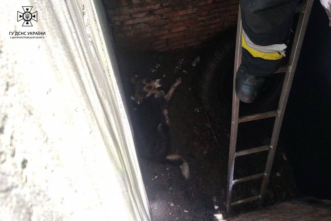 Щасливі чотирилапі: у Дніпрі врятували двох песиків - рис. 2