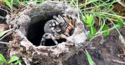Способны нанести вред здоровью: под Кривым Рогом проснулись тарантулы - рис. 4