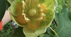 В ботаническом саду Днепра расцвело тюльпановое дерево - рис. 1