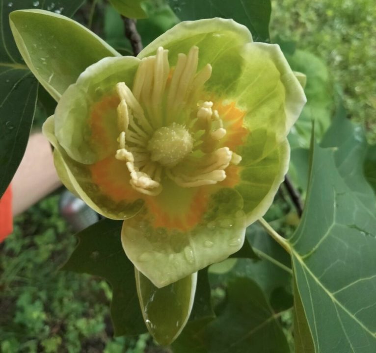 В ботаническом саду Днепра расцвело тюльпановое дерево