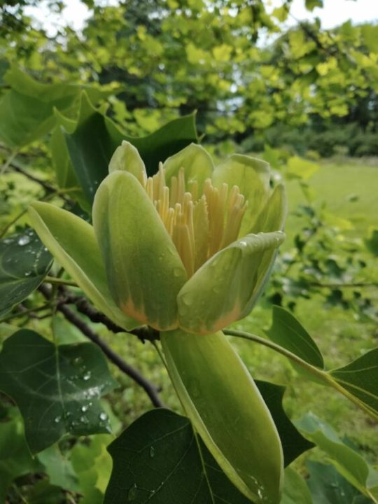 В ботаническом саду Днепра расцвело тюльпановое дерево