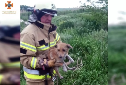 У Синельниківському районі співробітники ДСНС врятували собаку