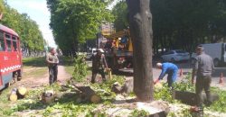 В Днепре на Рабочей неизвестные вырубали деревья - рис. 4