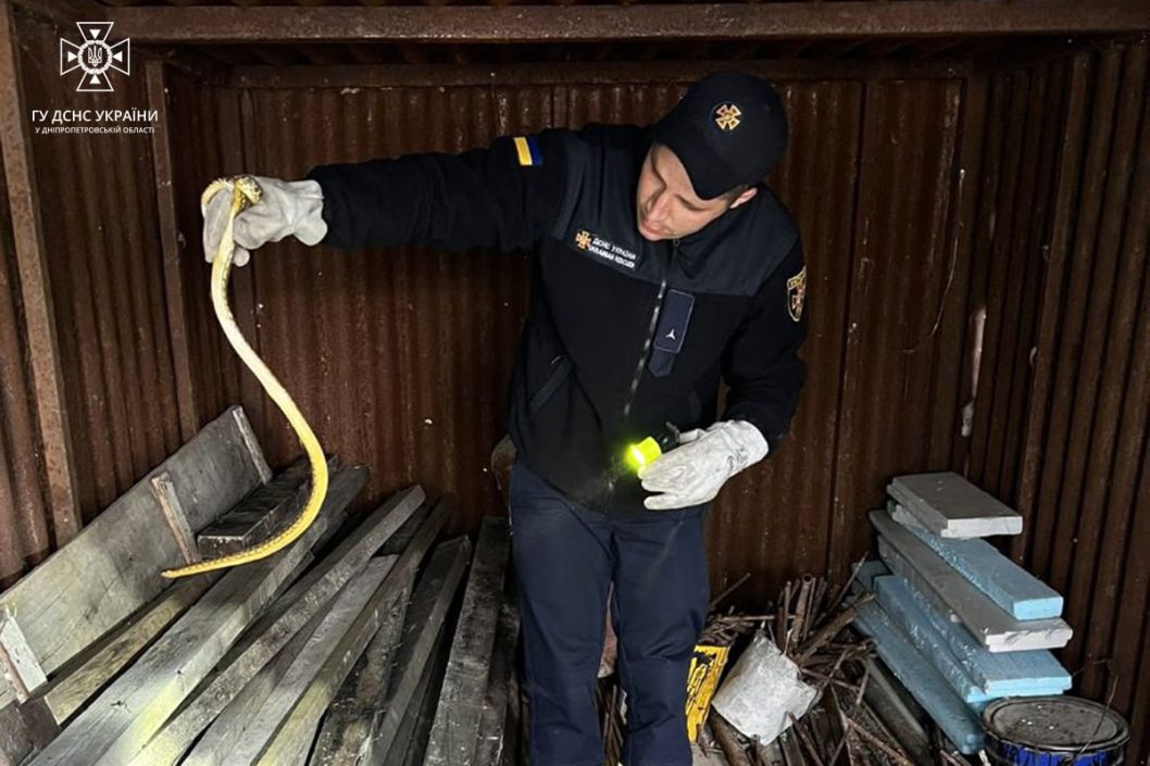 В пригородном селе Днепра во дворе частного дома поймали змею