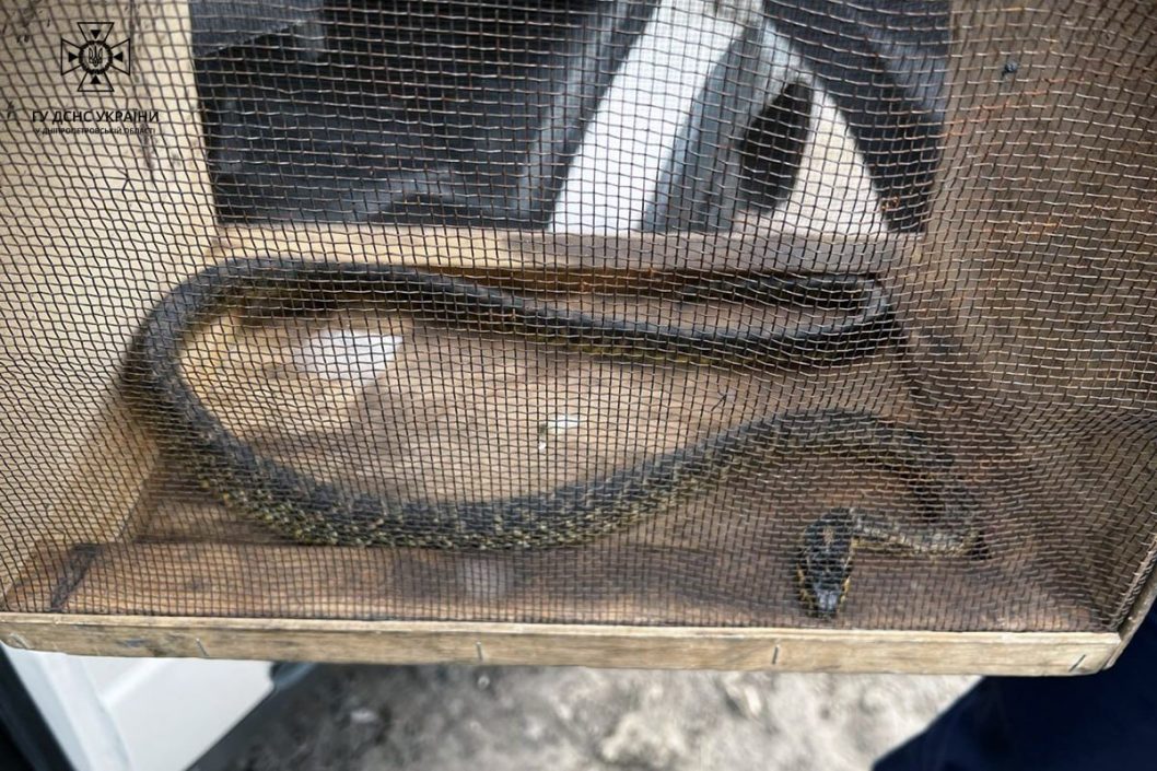 В пригородном селе Днепра во дворе частного дома поймали змею