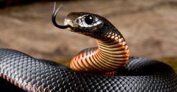 На Дніпропетровщині зафіксували три випадки укусів отруйними зміями - рис. 14