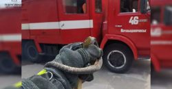 Испугала продавщицу: на Днепропетровщине спасатели достали змею, залезшую в киоск - рис. 11