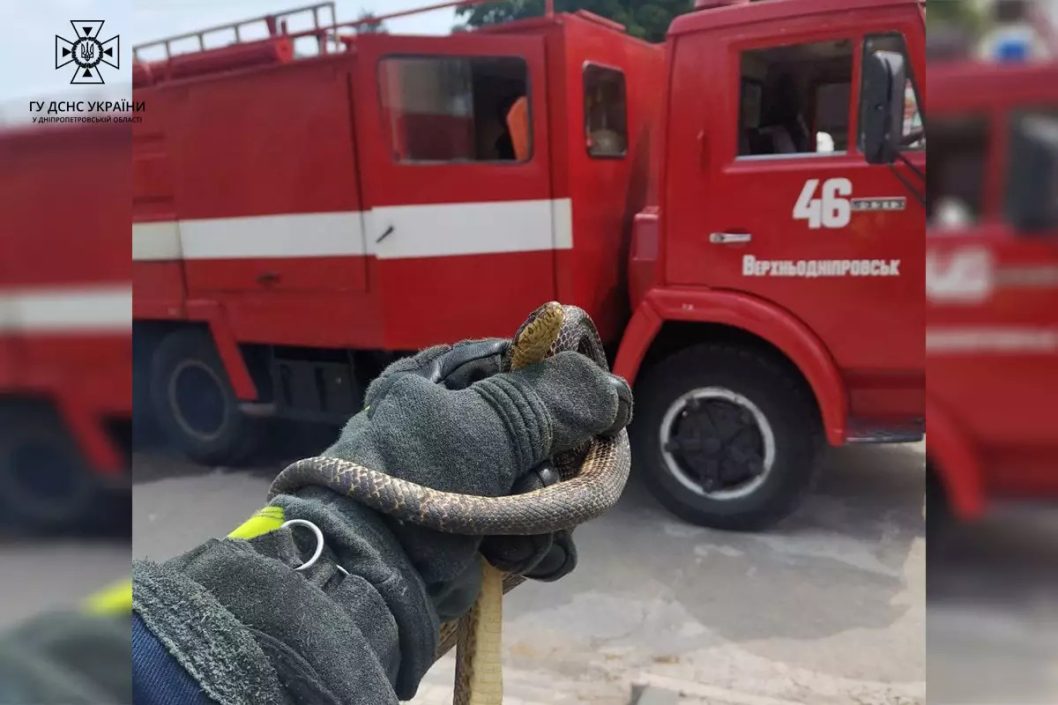 Испугала продавщицу: на Днепропетровщине спасатели достали змею, залезшую в киоск - рис. 1