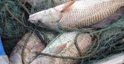Наловил 15 кг рыбы в период нереста: на Днепропетровщине задержали браконьера - рис. 14