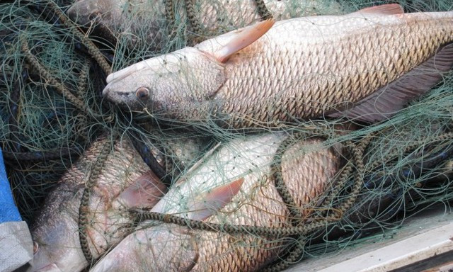 Наловил 15 кг рыбы в период нереста: на Днепропетровщине задержали браконьера - рис. 2