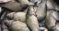 На Дніпропетровщині виявили браконьєра, який виловив риби на 90 тисяч гривень - рис. 8