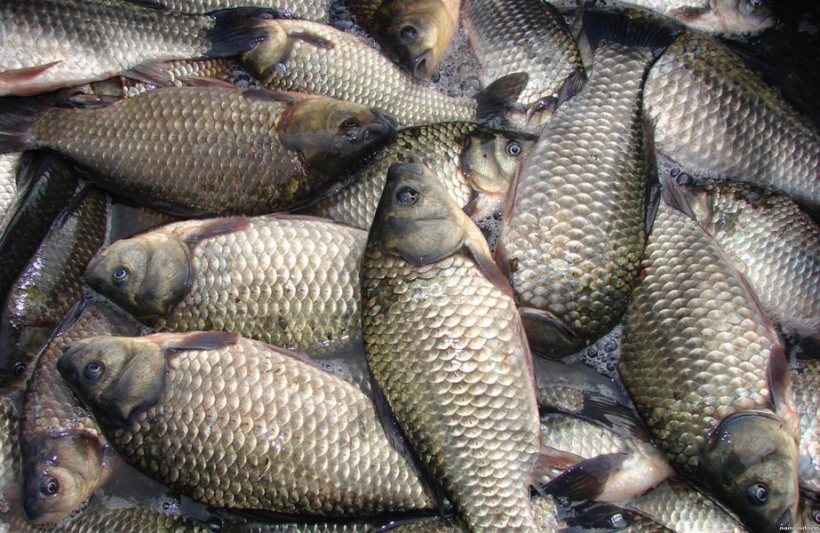 На Днепропетровщине обнаружили браконьера, выловившего рыбы на 90 тысяч гривен - рис. 2