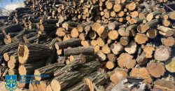 Завдали державі збитків на 2 мільйони грн: у Дніпрі викрили "чорних лісорубів"