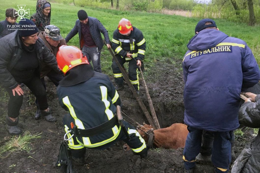 Застряла в грязи: на Днепропетровщине спасли корову - рис. 2