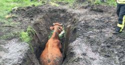 Застрягла у багнюці: на Дніпропетровщині врятували корову