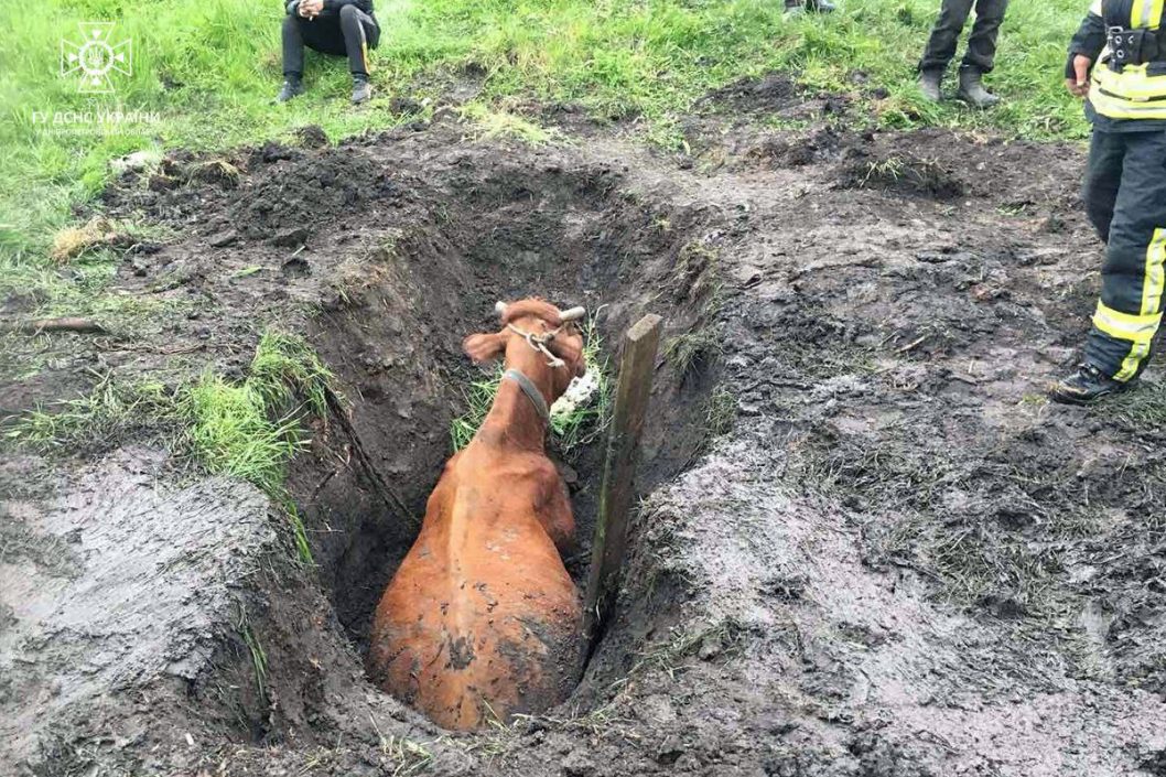 Застрягла у багнюці: на Дніпропетровщині врятували корову