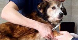 У Дніпрі дивом вижив пес, який був у ветклініці під час ракетного удару