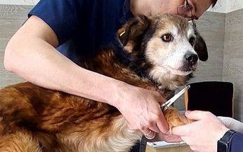 У Дніпрі дивом вижив пес, який був у ветклініці під час ракетного удару