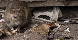 В Днепре из-за подтоплений крысы атакуют дома на Сичеславской набережной - рис. 1