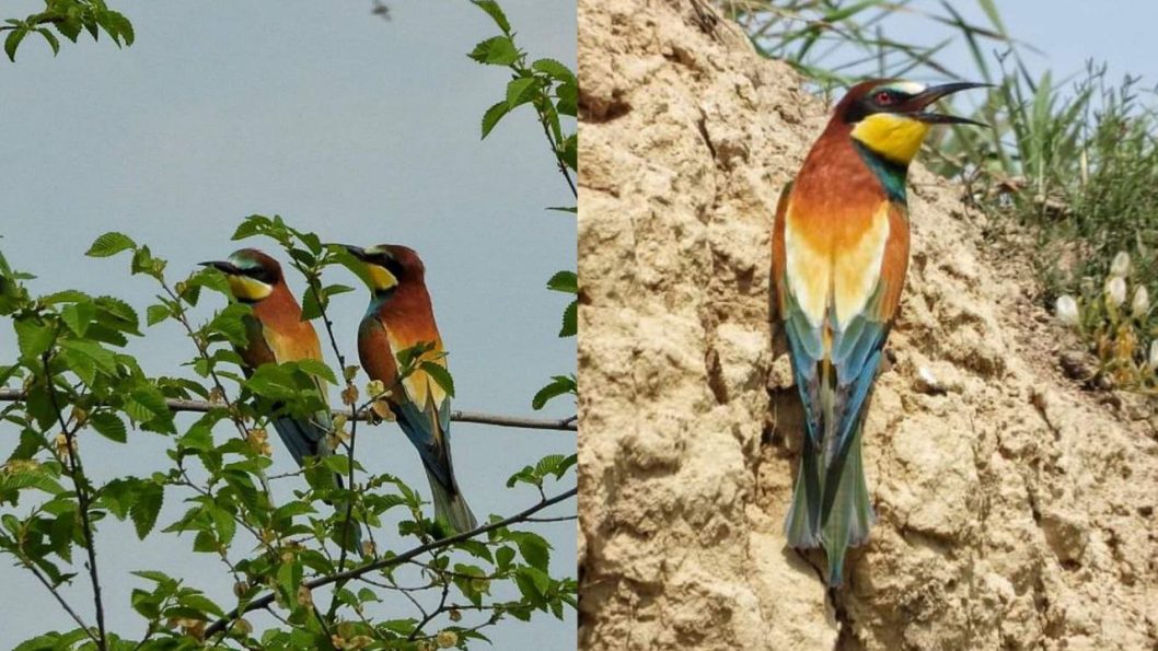 На Днепропетровщине заметили птиц, считающихся самыми яркими в Европе - рис. 2