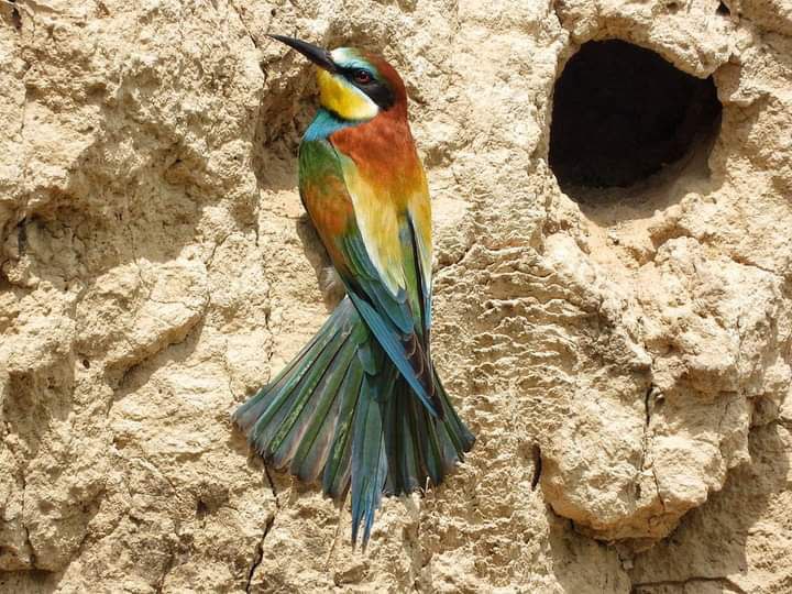 На Днепропетровщине заметили птиц, считающихся самыми яркими в Европе - рис. 1