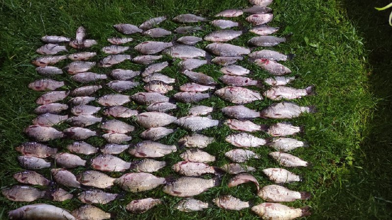 Виловили більше 100 рибин: у Кривому Розі затримали браконьєрів
