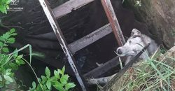 Врятували життя: у Дніпропетровській області песик впав у яму