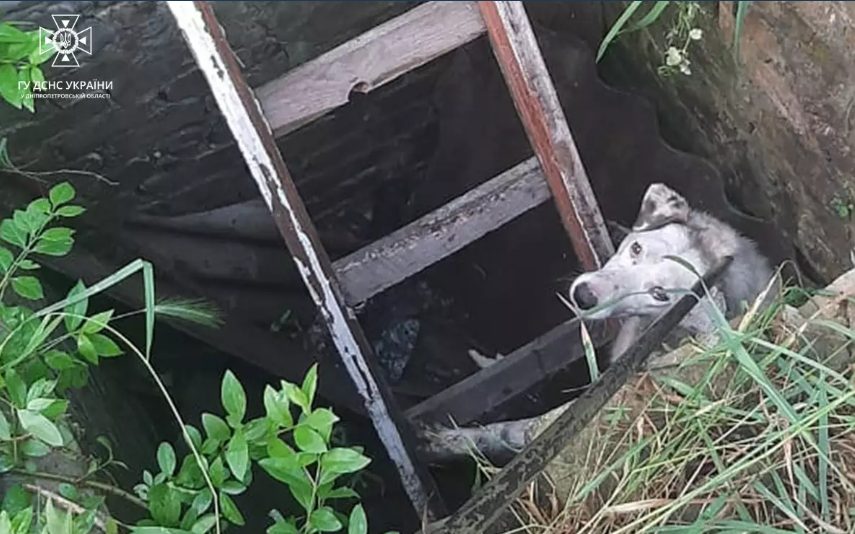 Врятували життя: у Дніпропетровській області песик впав у яму