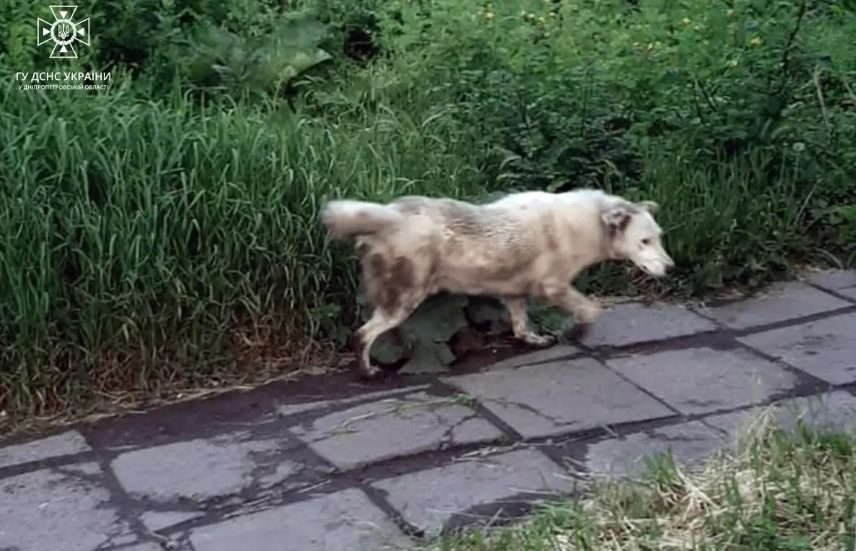 Спасли жизнь: в Днепропетровской области собачка упала в яму - рис. 1