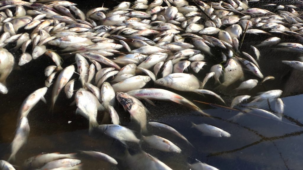 «Загинуло понад 850 кілограмів біоресурсів», – голова Дніпропетровської ОВА про масовий мор риби