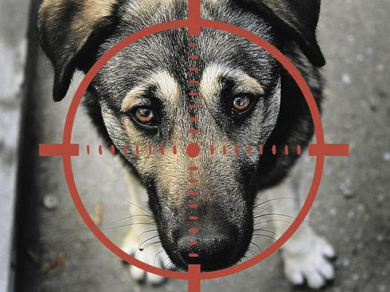 У Дніпрі люди знайшли трьох розстріляних собак