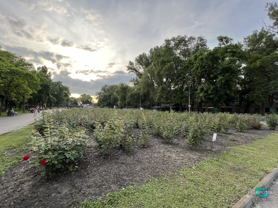 Легендарний розарій: у Дніпрі в парку Глоби розцвіли троянди - рис. 1
