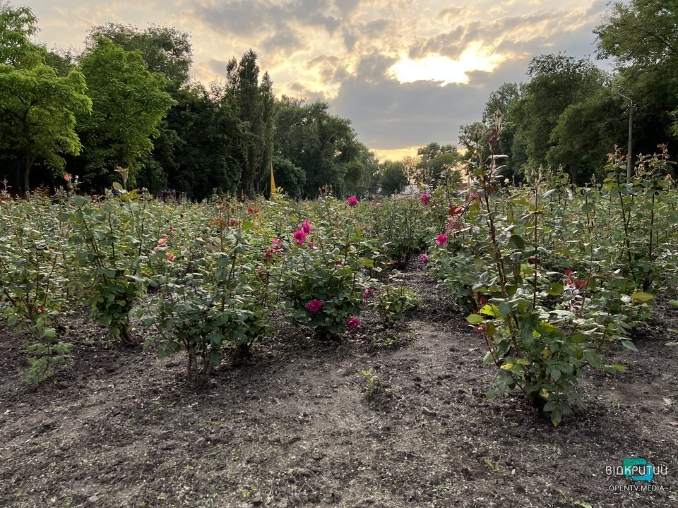 Легендарний розарій: у Дніпрі в парку Глоби розцвіли троянди - рис. 3