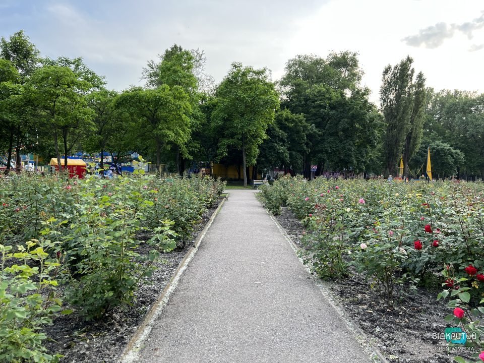 Легендарний розарій: у Дніпрі в парку Глоби розцвіли троянди - рис. 7