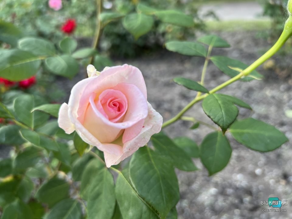 Легендарний розарій: у Дніпрі в парку Глоби розцвіли троянди - рис. 8