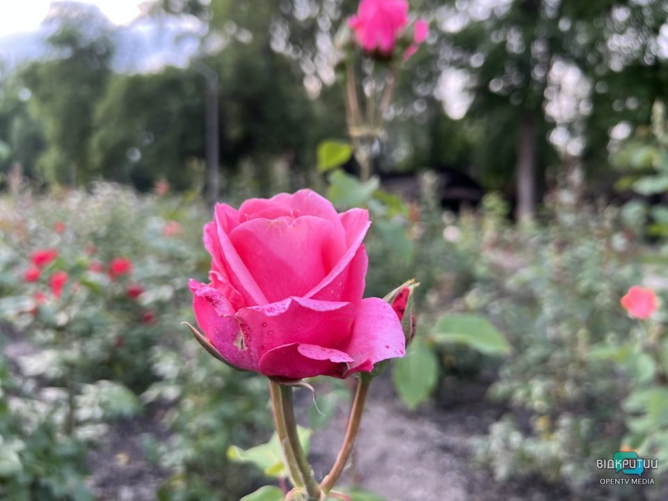 Легендарний розарій: у Дніпрі в парку Глоби розцвіли троянди - рис. 4