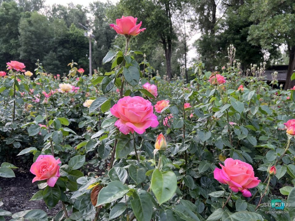 Легендарний розарій: у Дніпрі в парку Глоби розцвіли троянди - рис. 11