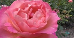 Легендарний розарій: у Дніпрі в парку Глоби розцвіли троянди