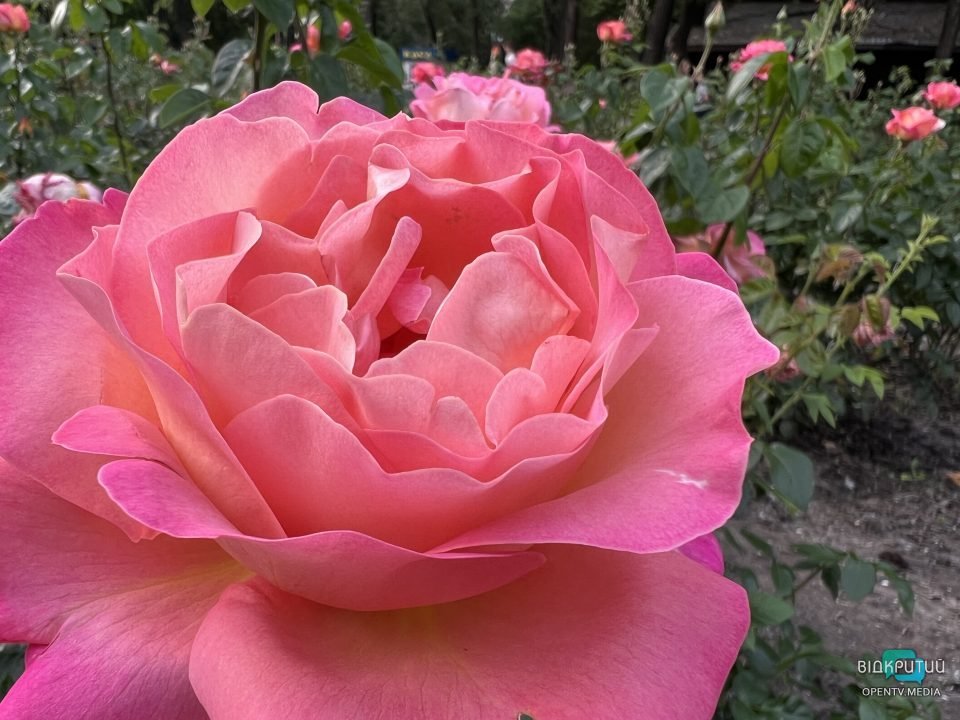 Легендарний розарій: у Дніпрі в парку Глоби розцвіли троянди