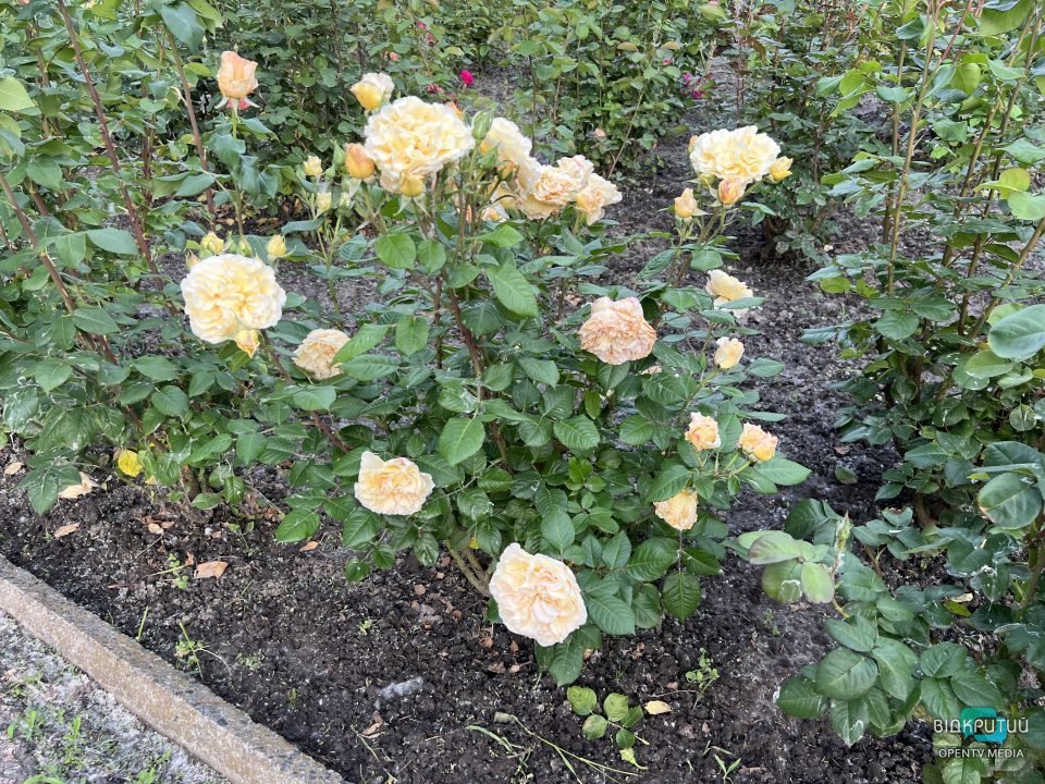 Легендарний розарій: у Дніпрі в парку Глоби розцвіли троянди - рис. 5