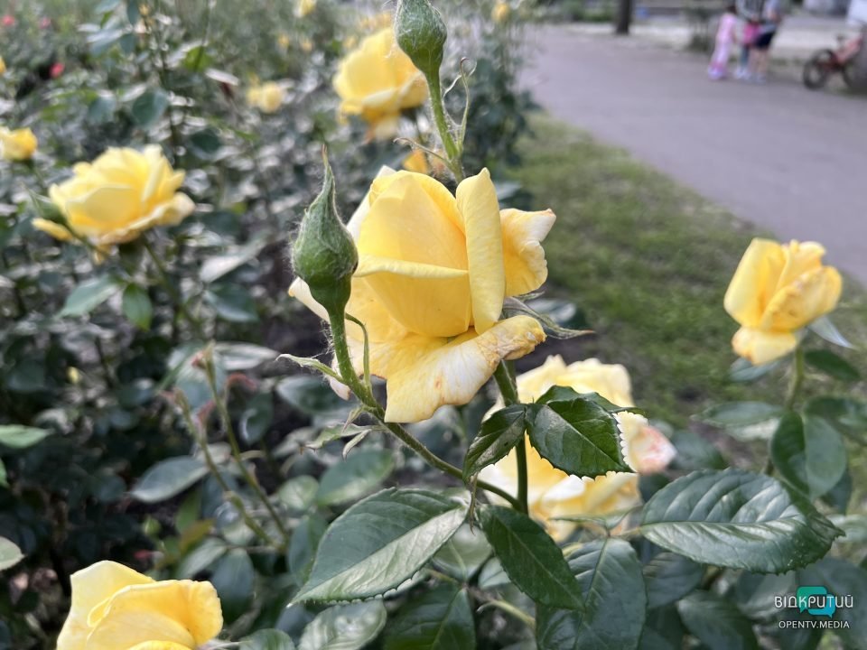 Легендарний розарій: у Дніпрі в парку Глоби розцвіли троянди - рис. 6