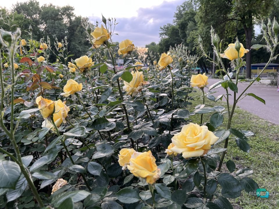 Легендарний розарій: у Дніпрі в парку Глоби розцвіли троянди - рис. 13