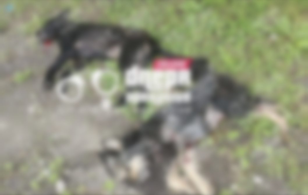 У Дніпрі люди знайшли трьох розстріляних собак - рис. 1