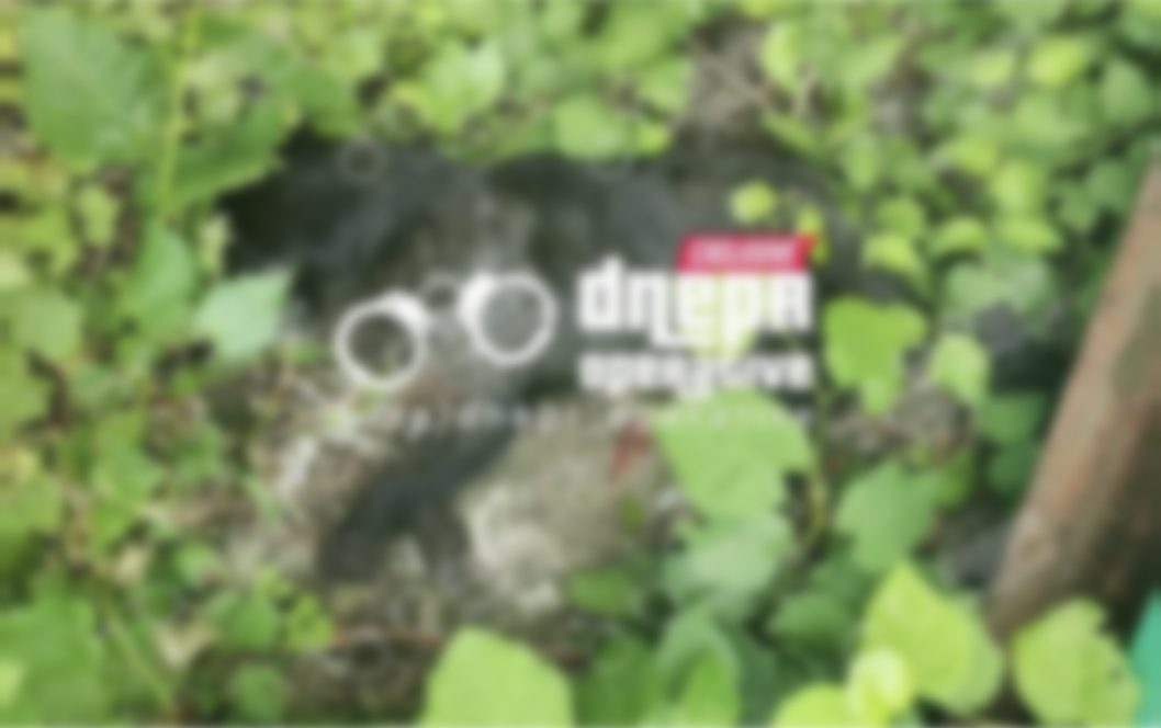 У Дніпрі люди знайшли трьох розстріляних собак - рис. 2