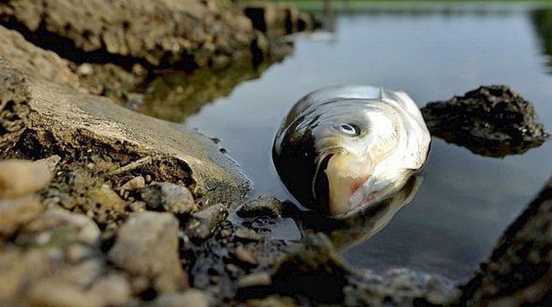 У Криворізькому районі Дніпропетровщини розпочався масовий мор риби - рис. 1