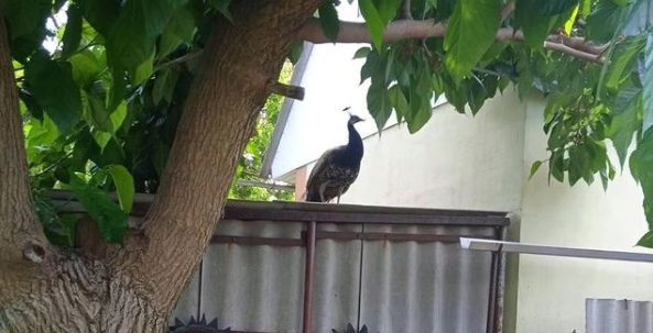 Оселився в будинку: у Дніпрі помітили павича